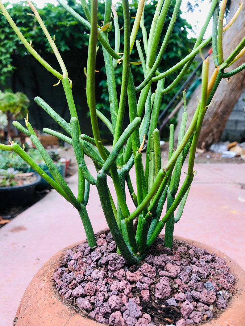 Euphorbia tirucalli Pencil Succulent
