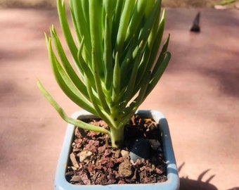 Beautiful mermaid tail live rooted 6”- 8” Get 2 free Succulent cuttings