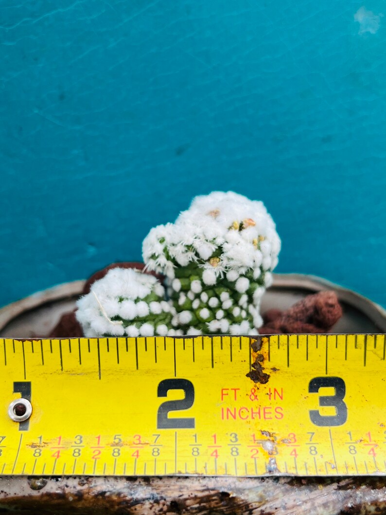 Mammillaria Gracilis Cv. Arizona Snowcap）live Rooted, Get 2 Free ...