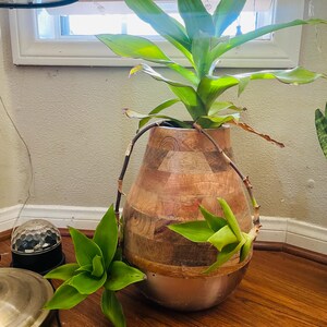 Live rooted Callisia fragrans Get 2 free Succulents image 11