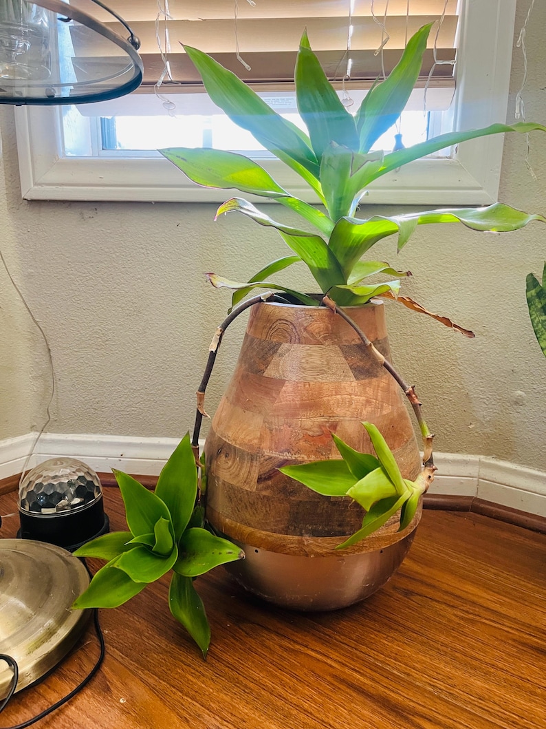 Live rooted Callisia fragrans Get 2 free Succulents image 11