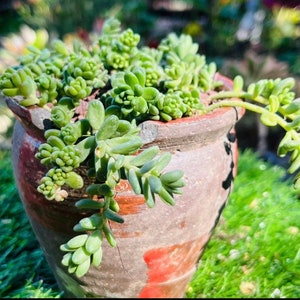 Sedum dasyphyllum Live rooted 5”