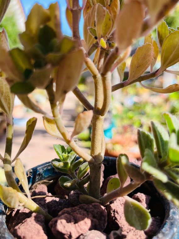 Scaredy Cat plant Coleus Canina keep cats out of your garden -  Portugal