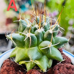 May include: A close-up of a small green cactus with sharp white spines and long, thin, brown and yellow needles. The cactus is in a blue and white pot, surrounded by reddish-brown rocks. The letter "A" is in the upper left corner.