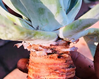 Dudleya pulverulenta 8” old trunk live Rooted