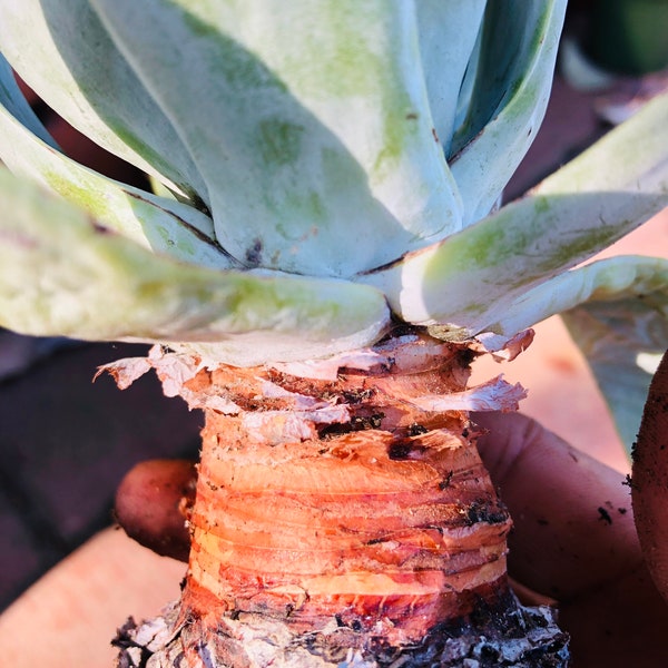 Dudleya pulverulenta 8” old trunk live Rooted