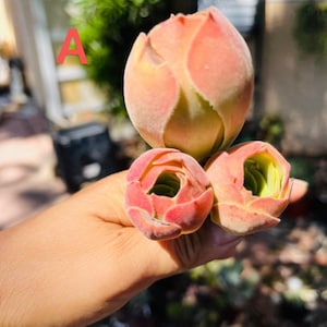 3 Rare Aeonium cuttings ready to be potting. , get 2 free succulents