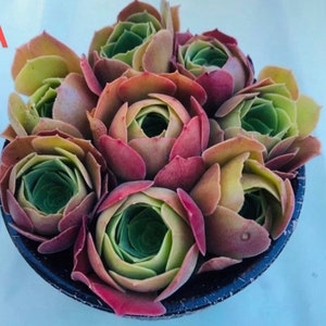 8 Aeonium ‘Blushing Beauty’ CUTTING ready to be poted/gift last forever，green in winter