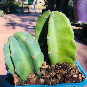 May include: Two green cactus plants in a blue plastic pot with brown soil and small red rocks.