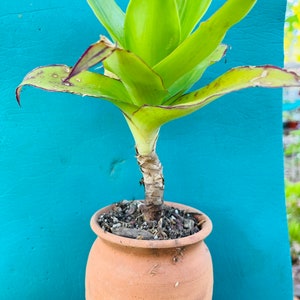 May include: A green plant with long, pointed leaves growing in a terracotta pot. The pot is sitting on a green surface.