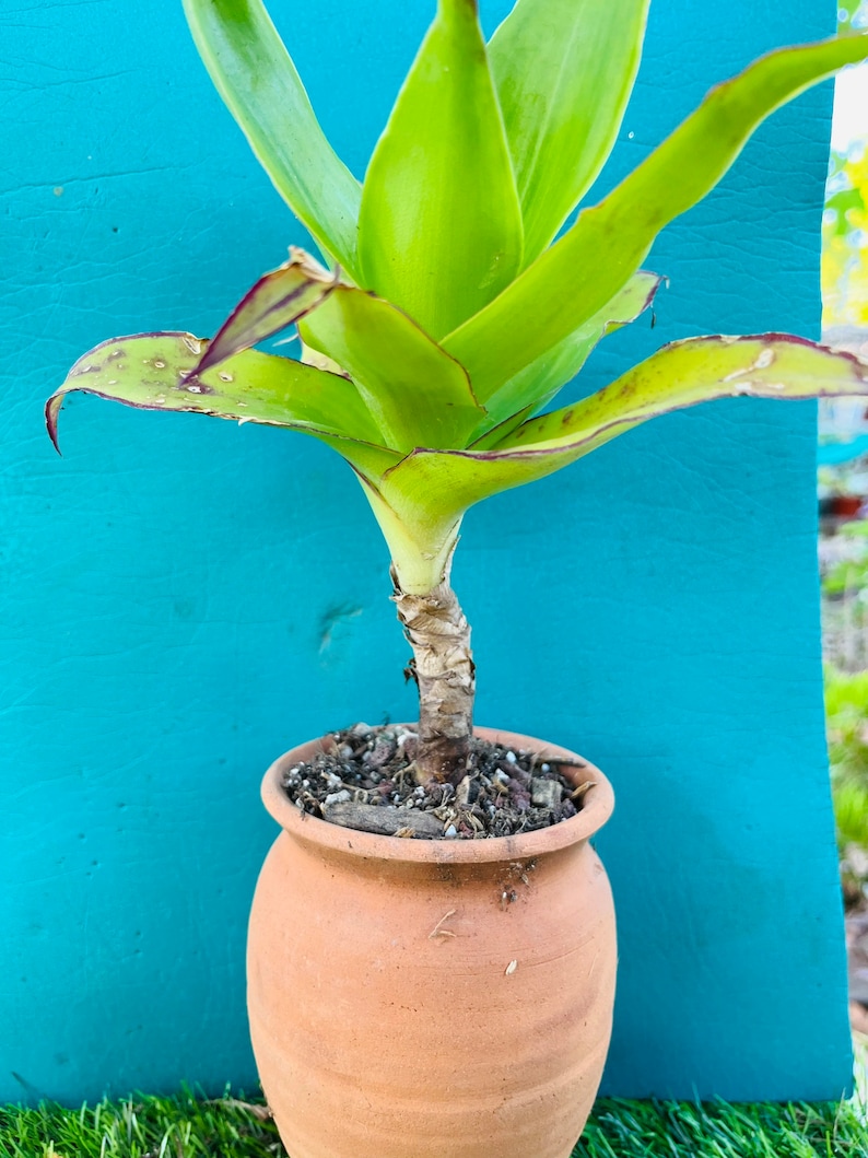May include: A green plant with long, pointed leaves growing in a terracotta pot. The pot is sitting on a green surface.