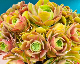 Rare Holding Aeonium tree totals 22 heads, bonsai, golden color Variety / live rooted