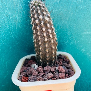 Rare cactus Echinopsis mirabilis live Rooted get 2 free Succulent cuttings 5”