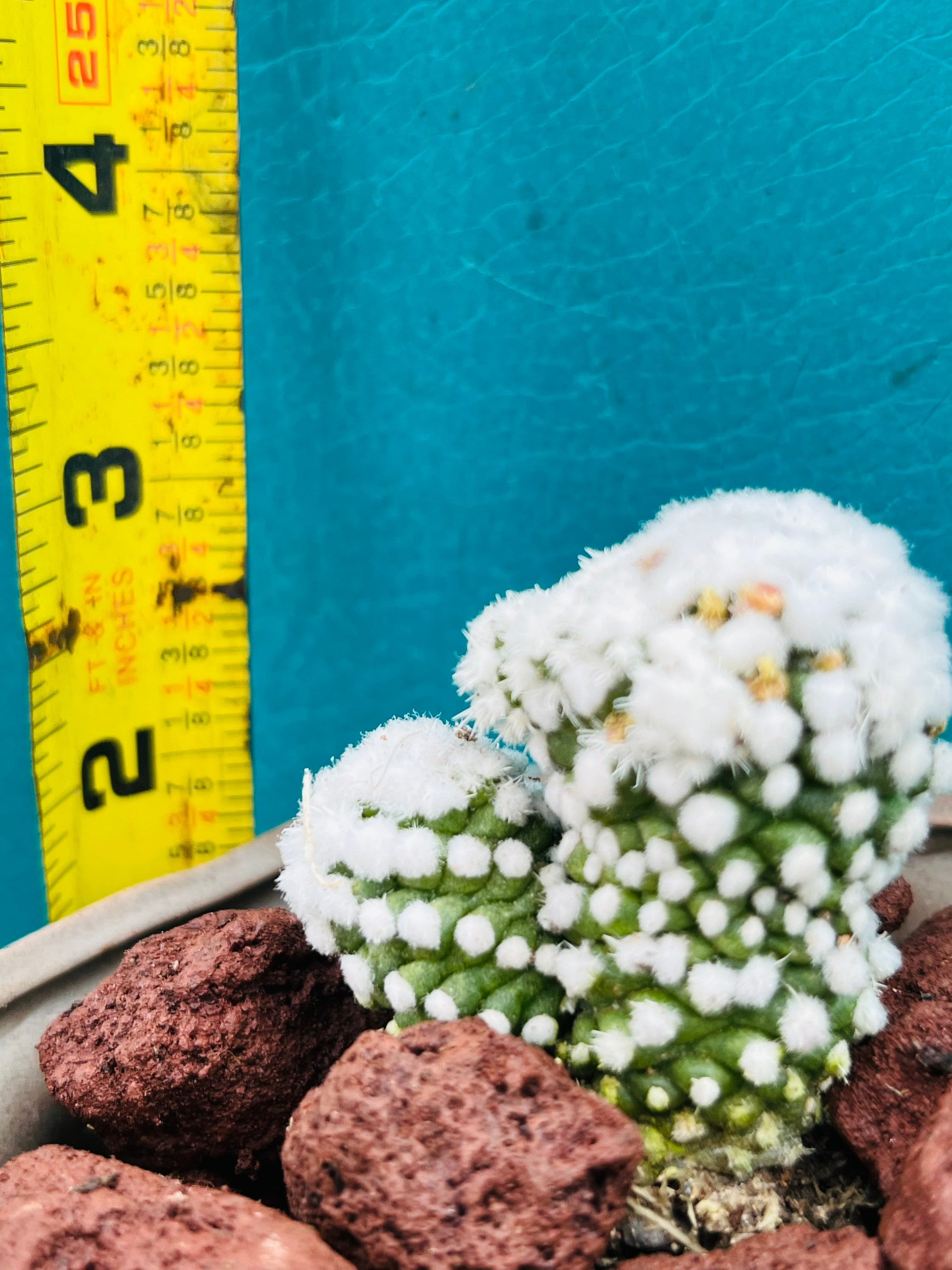 Mammillaria Gracilis Cv. Arizona Snowcap）live Rooted, Get 2 Free ...