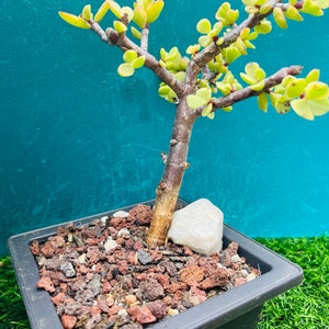 May include: A small green succulent plant in a black square pot with red and brown gravel. The plant has a single trunk and many branches with small green leaves. A white rock is visible in the gravel.