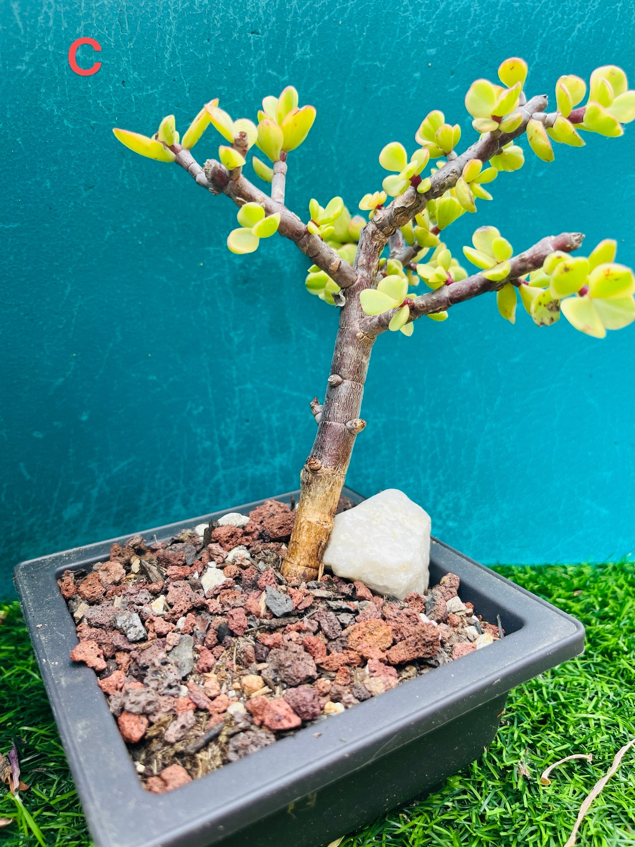 Live Plant Dwarf Jade Bonsai Medium Portulacaria - Etsy