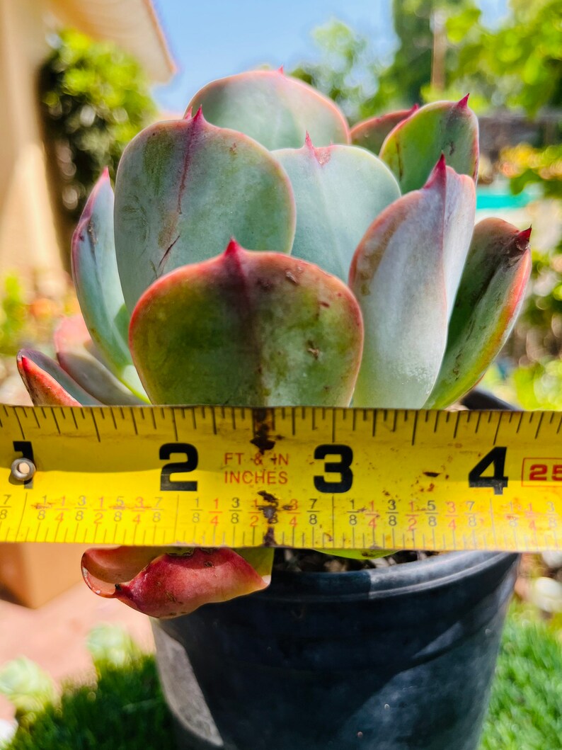 HopeSucculentGarden Echeveria - Thumbnail 5