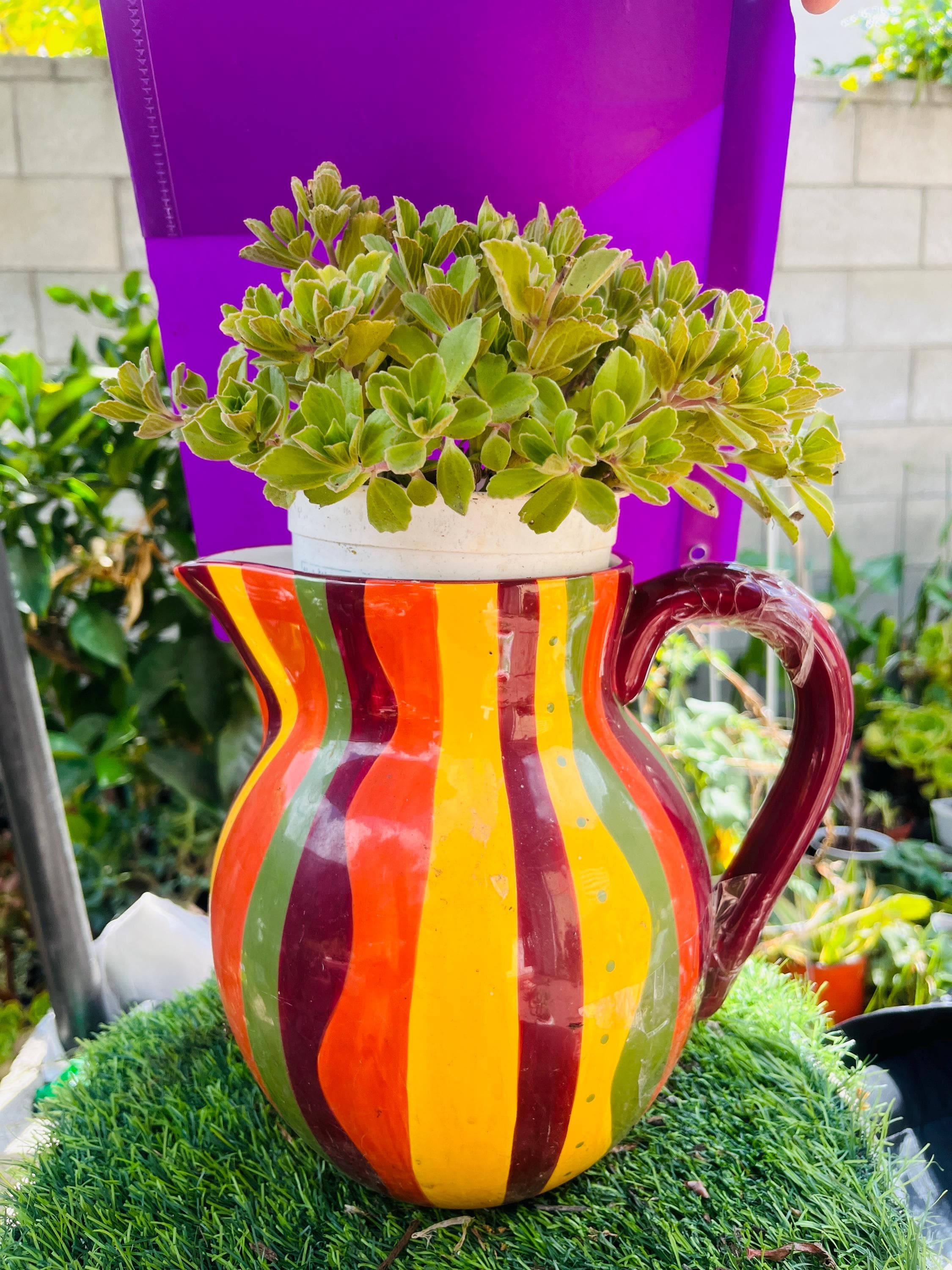 Scaredy Cat Plant: Coleus Canina Live Rooted - Cat Deterrent - Etsy