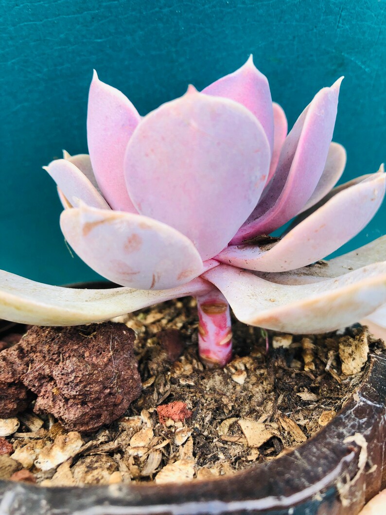 HopeSucculentGarden Echeveria ‘Perle von Nürnberg’ - Thumbnail 5
