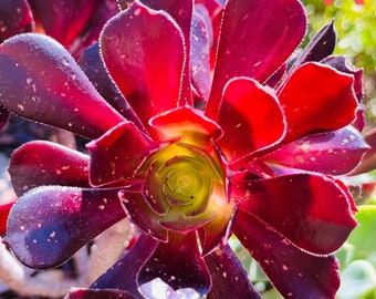 Aeonium cutting 4”  ready to be potted! Get 2 free Succulents