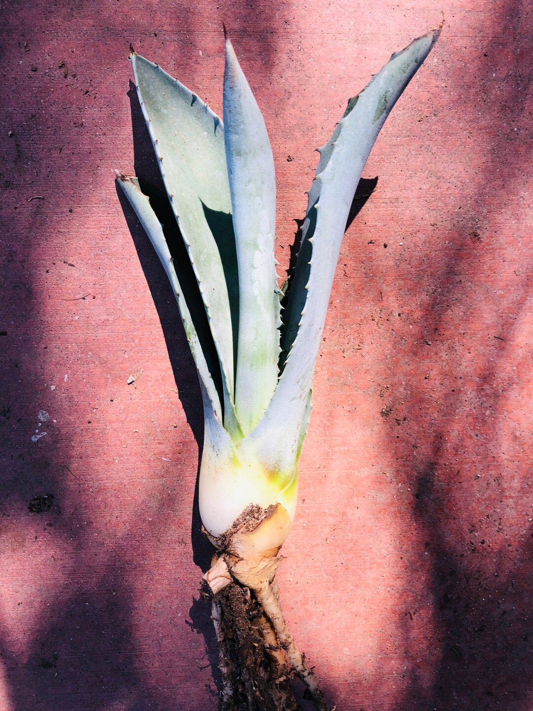 Agave With Coral Live Rooted 10” - Etsy