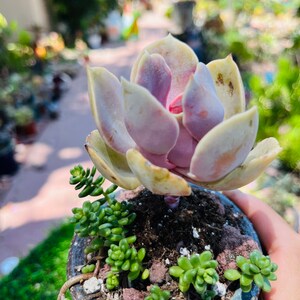 Rare Succulent comb live rooted get 2 free succulents