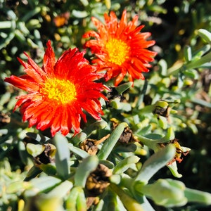 8 Unrooted colorful， succulents cuttings,