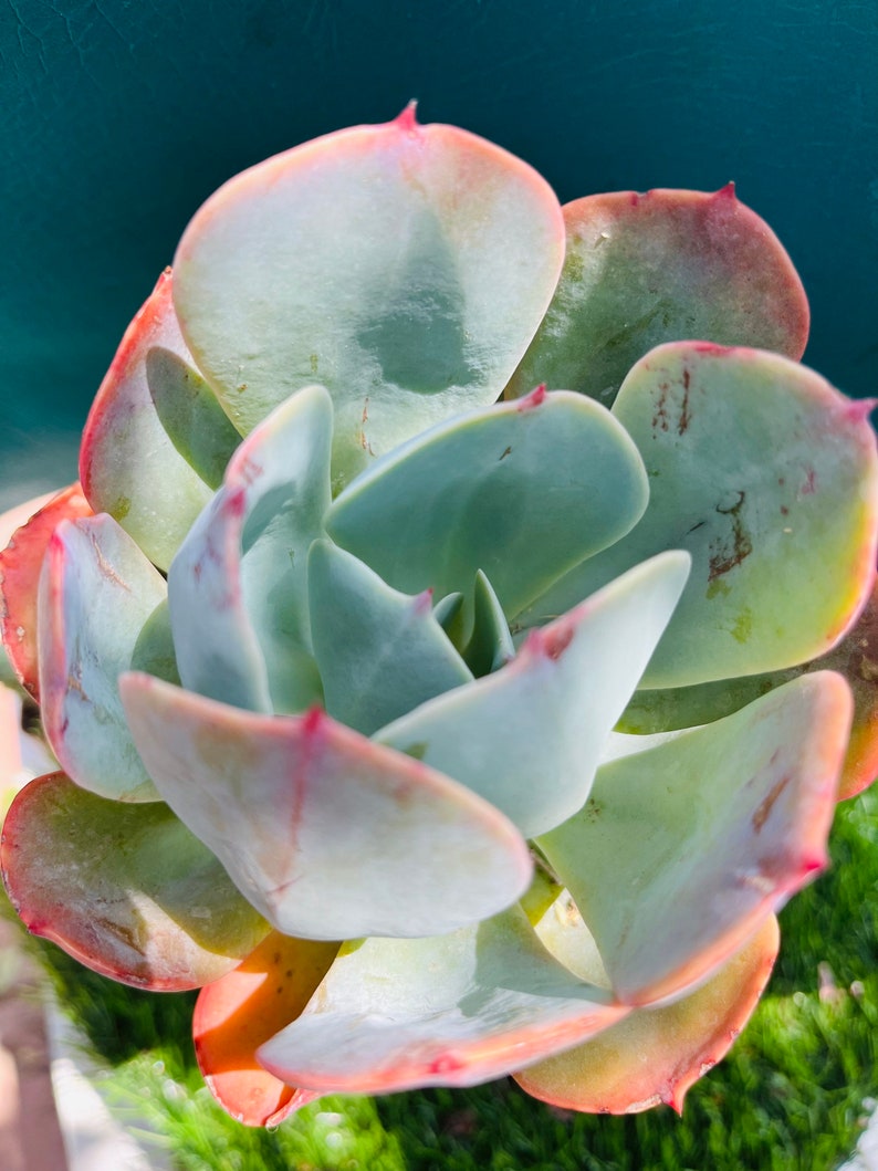 HopeSucculentGarden Echeveria