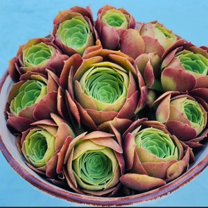 11 Aeonium ‘Blushing Beauty’ CUTTING Get 2 free Succulent cuttings