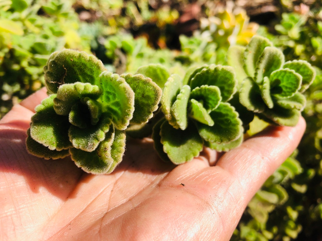 3 Vicks Plant Cutting, Plectranthus Tomentosa, Rare Herb/ Succulent