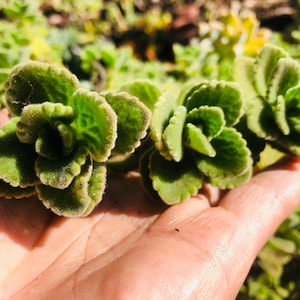 May include: Close-up of a hand holding a sprig of green, fuzzy-leaved plants.