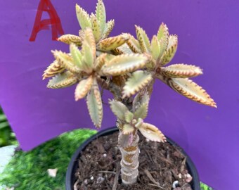 Rainbow Kalanchoe Mother Of Thousands Succulent live rooted