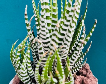 Rare Aloe Zebra cluster live rooted, get 2 free succulents