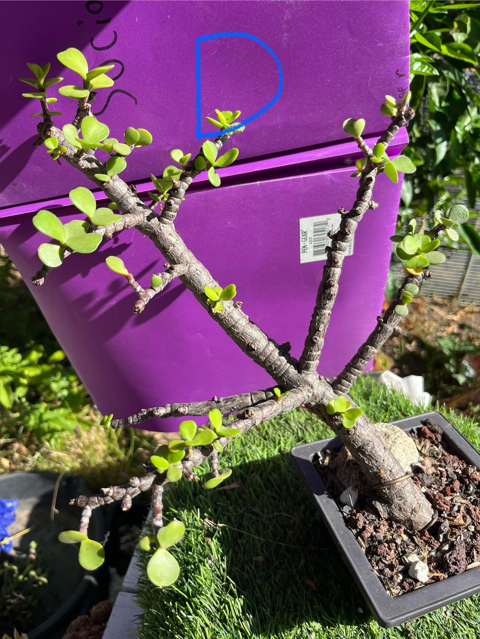 【大学生の特権】学生証で送料無料になる Food Elephant Succulent Etsy - Rooted Live Trunk Old Tree Bonsai ブロメリア・エアープランツ
