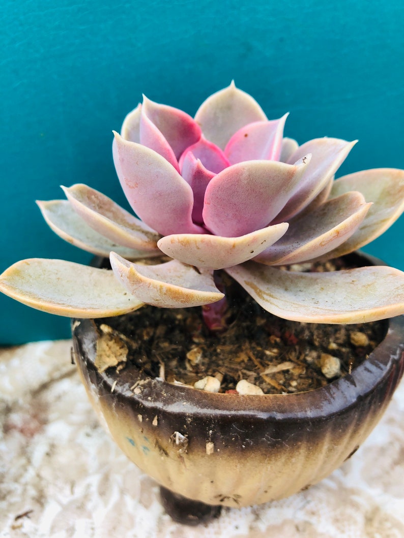 HopeSucculentGarden Echeveria ‘Perle von Nürnberg’ - Thumbnail 2