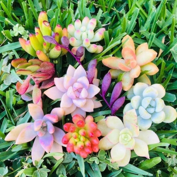 10 Unrooted colorful baby succulents cuttings