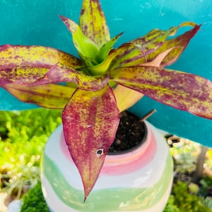 May include: A variegated houseplant with green and red leaves in a colorful striped ceramic pot. The pot has a white base with pink, green, and blue stripes.