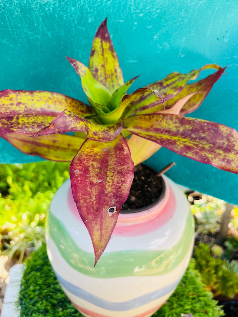 May include: A variegated houseplant with green and red leaves in a colorful striped ceramic pot. The pot has a white base with pink, green, and blue stripes.