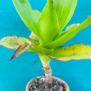 May include: A green plant with long, pointed leaves growing in a terracotta pot. The plant has a thick, brown stem and is surrounded by brown soil.