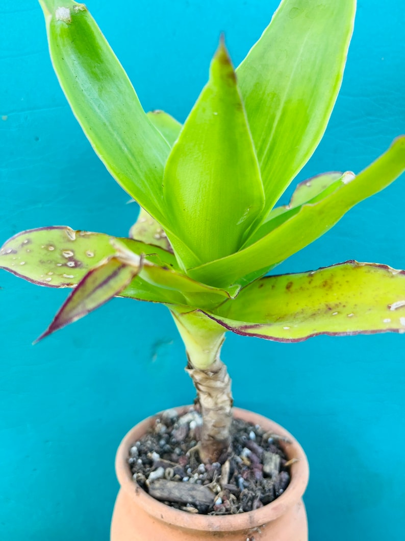 May include: A green plant with long, pointed leaves growing in a terracotta pot. The plant has a thick, brown stem and is surrounded by brown soil.
