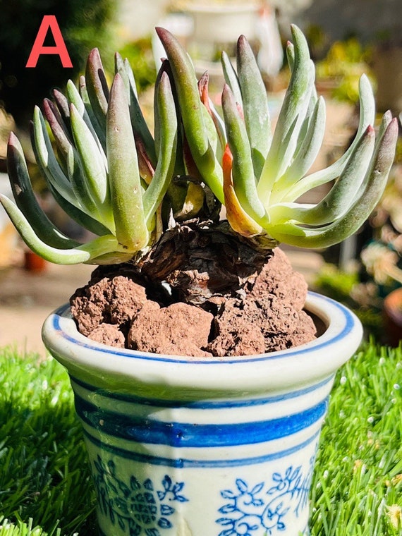Ornements Créatifs De Voiture De Cactus De Plante De 4 - Temu Canada