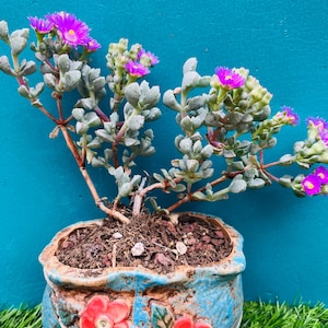 Rare   Lampranthus blandus/ Pink Vygie/ Sandstone Vygie bonsai live rooted, get 2 free succulent cuttings