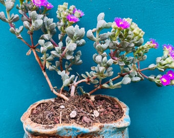 Rare   Lampranthus blandus/ Pink Vygie/ Sandstone Vygie bonsai live rooted, get 2 free succulent cuttings