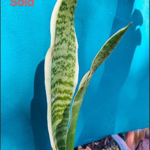 Rooted Sansevieria trifasciata ‘Laurentii’
