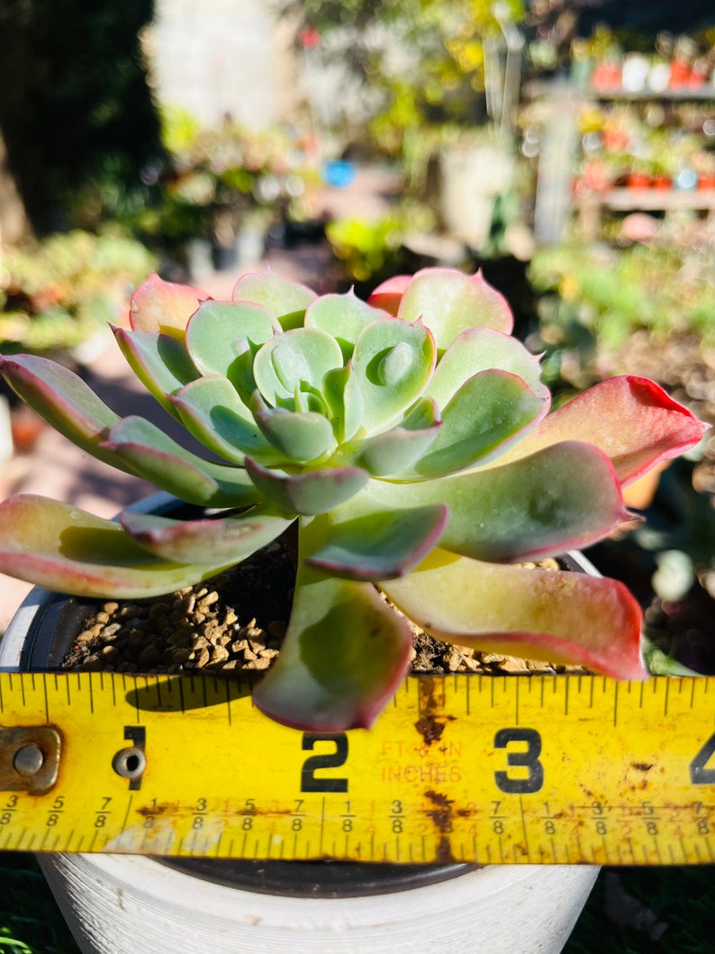 Rare Echeveria Hearts Delight Old Stem Live Rooted Get 2 Free Etsy