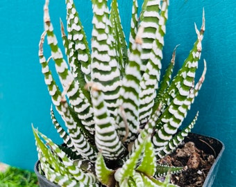 Rare Aloe Zebra cluster live rooted, get 2 free succulents