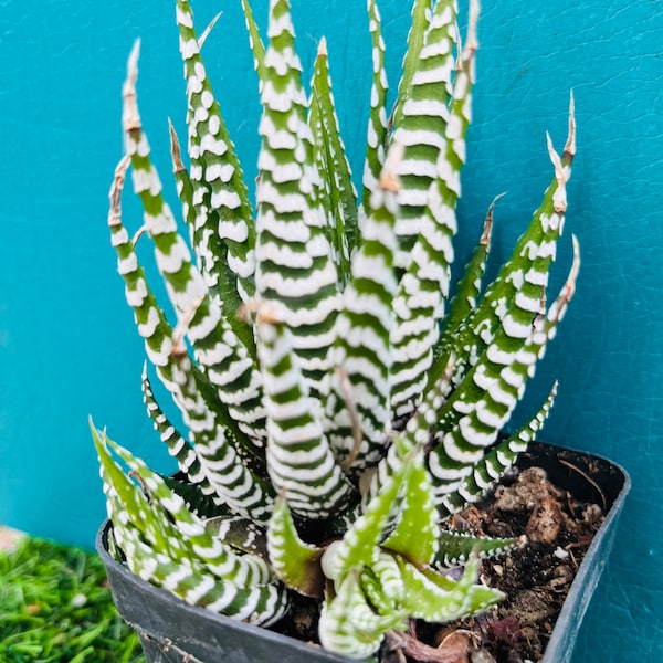 Rare Aloe Zebra cluster live rooted, get 2 free succulents