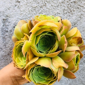 8 Aeonium &#39;Blushing Beauty succulent Cuttings 6”.Get 2 free Succulent Cuttings/gift last forever，green in winter