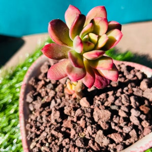 rare Echeveria ‘Minibelle’/Echeveria ‘Hummel’s Mini belle‘ variegated live Rooted, get 2 free Succulents
