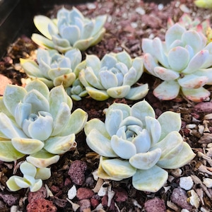 Rare Korean succulents import Echeveria ‘snow bunny’ Live rooted get 2 free succulents